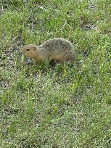 Richardson's Ground Squirrel