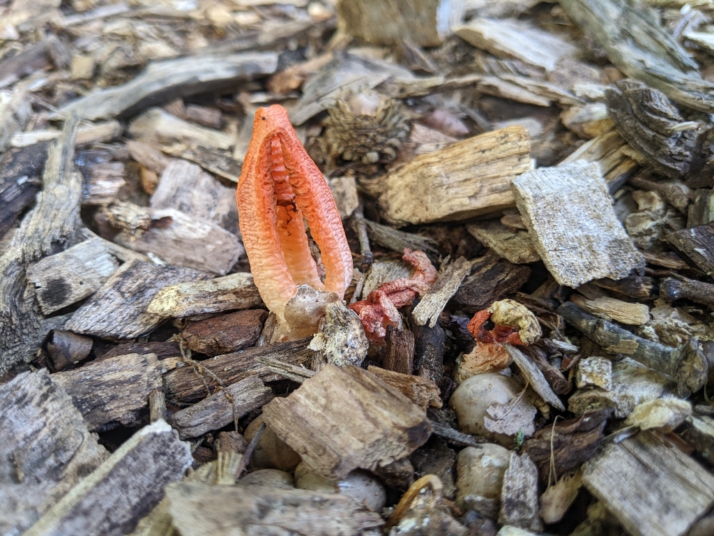 stinky squid · June 2026 · photo: Photo: (c) Maria Aghazarian, some rights reserved (CC BY) · iNaturalist