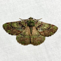Aeolochroma turneri