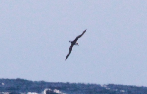 Black-capped Petrel (Pterodroma hasitata), photo 4