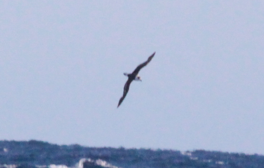 Black-capped Petrel (Pterodroma hasitata), photo 4