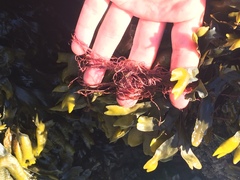 Gracilaria