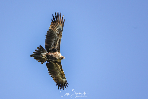 Mainland Wedge-tailed Eagle