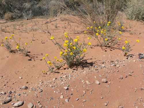 Baileya pleniradiata, photograph 2