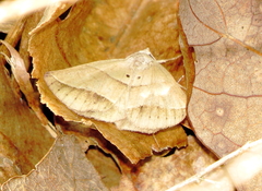 Ptichodis herbarum