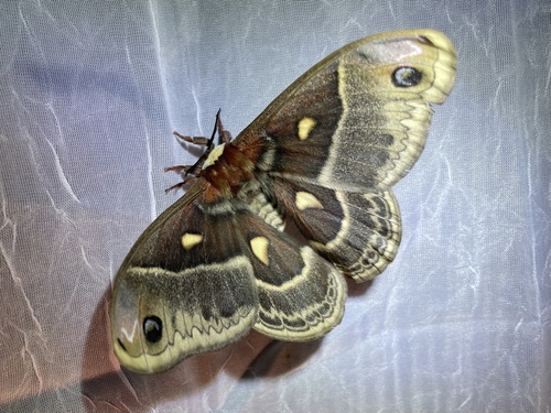 Columbia Silk Moth photo 3
