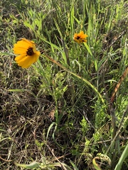 Coreopsis basalis