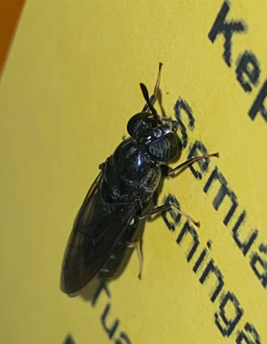 Black Soldier Fly