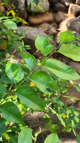 Ganophyllum falcatum observed 2026-06-11