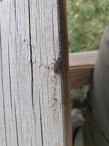Western Boxelder Bug