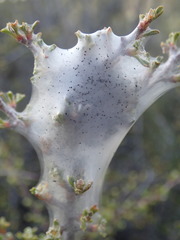 Malacosoma californica