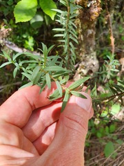 Pimelea tomentosa