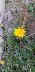 Taraxacum officinale