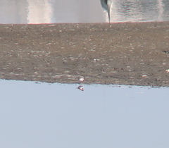 Charadrius dubius curonicus