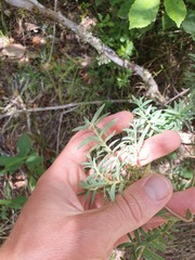 Pimelea tomentosa
