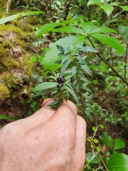 Pimelea tomentosa