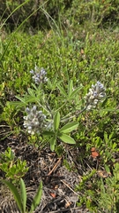 Pediomelum esculentum, photograph (c) Dan Riley, some rights reserved (CC BY)
