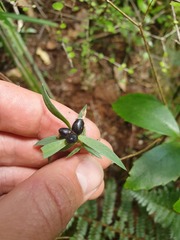 Pimelea tomentosa