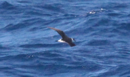Black-capped Petrel (Pterodroma hasitata), photo 6