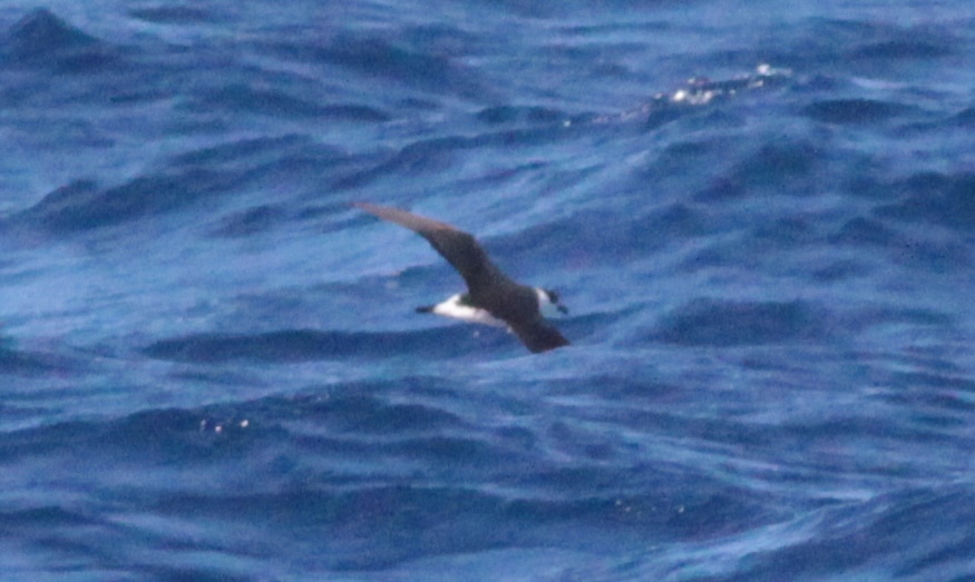 Black-capped Petrel (Pterodroma hasitata), photo 8
