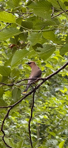 Cedar Waxwing