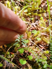 Pimelea tomentosa