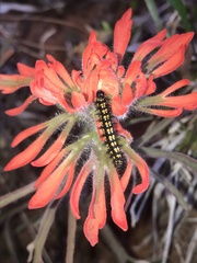 Chlosyne leanira flavodorsalis