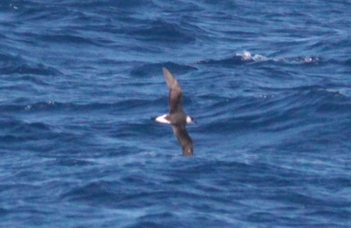 Black-capped Petrel (Pterodroma hasitata), photo 7