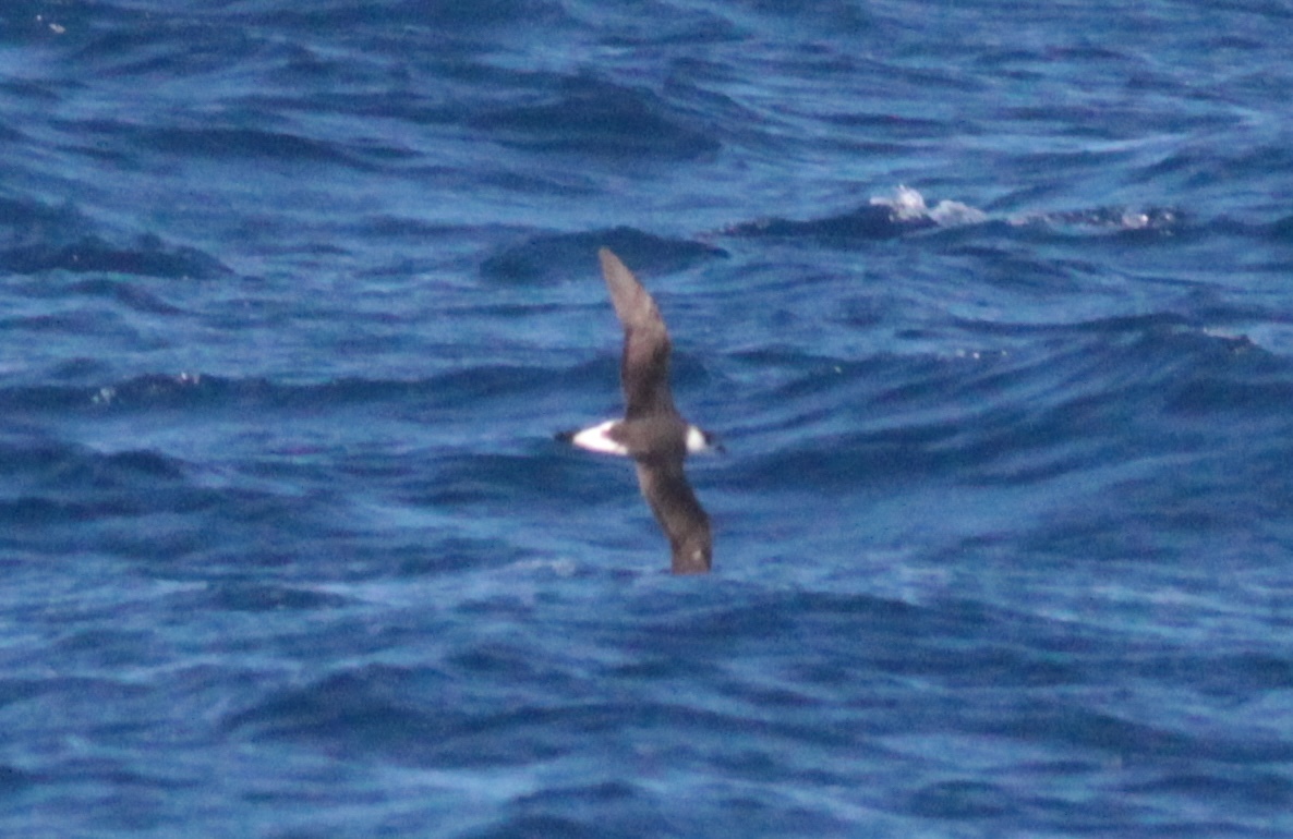 Black-capped Petrel (Pterodroma hasitata), photo 9