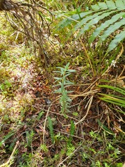 Pimelea tomentosa