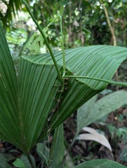 Monstera obliqua