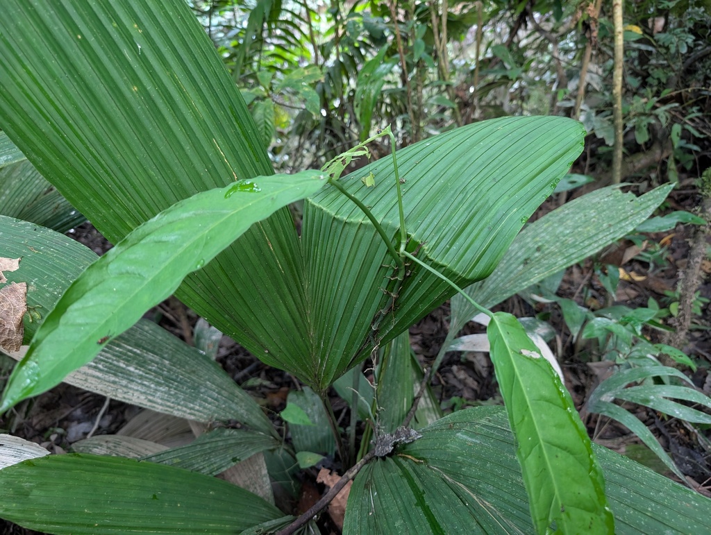 Monstera obliqua; photograph (c) Yuri Sofronov, some rights reserved (CC BY)