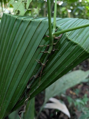 Monstera obliqua, photograph 2