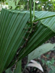 (c) Yuri Sofronov, some rights reserved (CC BY) Monstera obliqua, photograph (c) Yuri Sofronov, some rights reserved (CC BY)