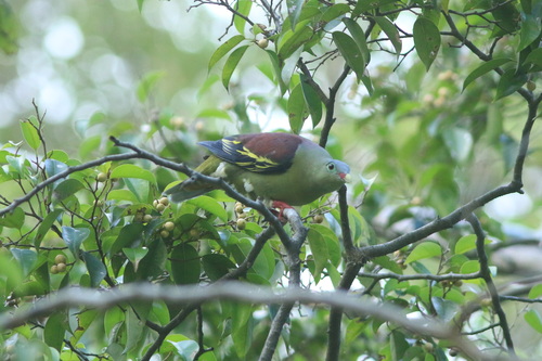 Thick-billed Green-Pigeon