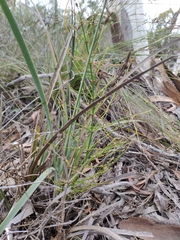 Lomandra multiflora dura