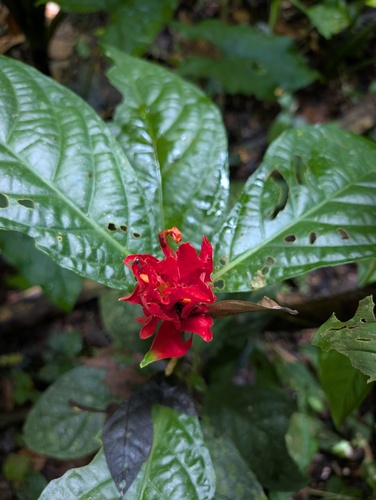 Ruellia chartacea, photograph 2