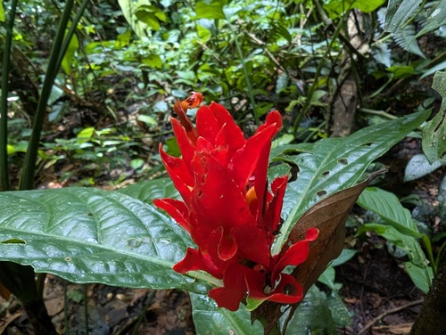 Ruellia chartacea, photograph 1