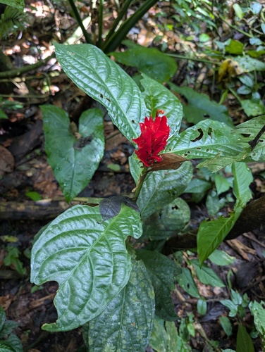 Ruellia chartacea, photograph 3