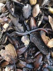 Batrachoseps nigriventris