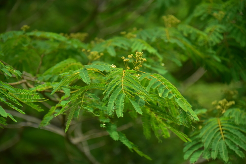 Persian silk tree