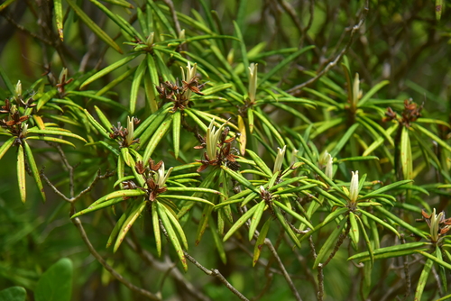 Rhododendron makinoi
