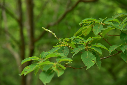Clethra barbinervis