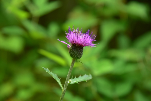 Japanese thistle