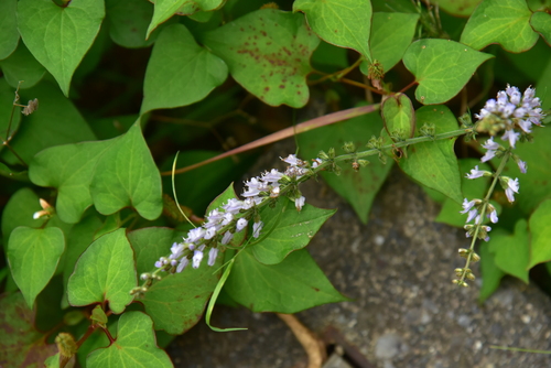 Japanese Purple Sage