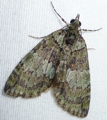 Hydriomena transfigurata