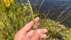 author not stated, no rights reserved Lythrum californicum, photograph author not stated, no rights reserved