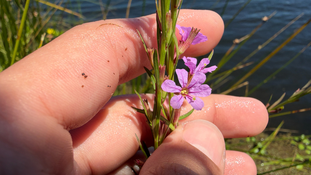 Lythrum californicum; photograph author not stated, no rights reserved