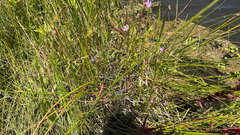 author not stated, no rights reserved Lythrum californicum, photograph author not stated, no rights reserved