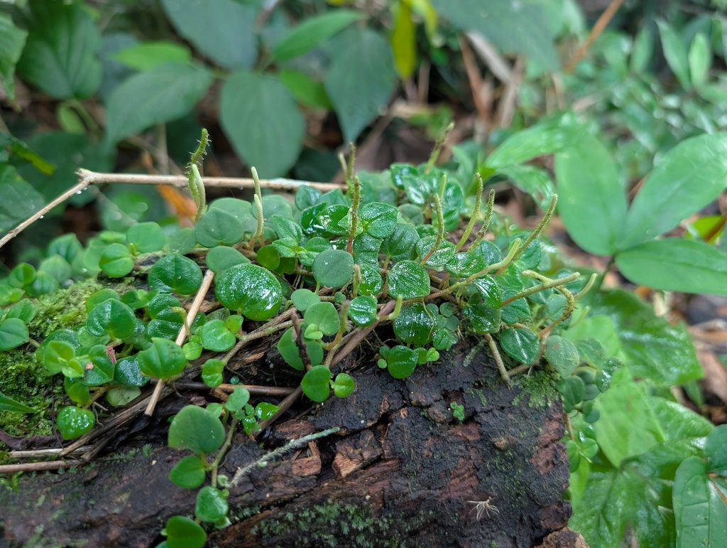 Peperomia serpens; photograph (c) Yuri Sofronov, some rights reserved (CC BY)